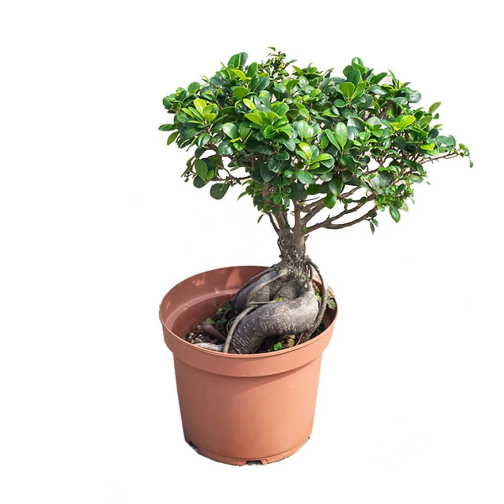 Ficus Ginseng Bonsai in Ø24CM Pot – Callalily